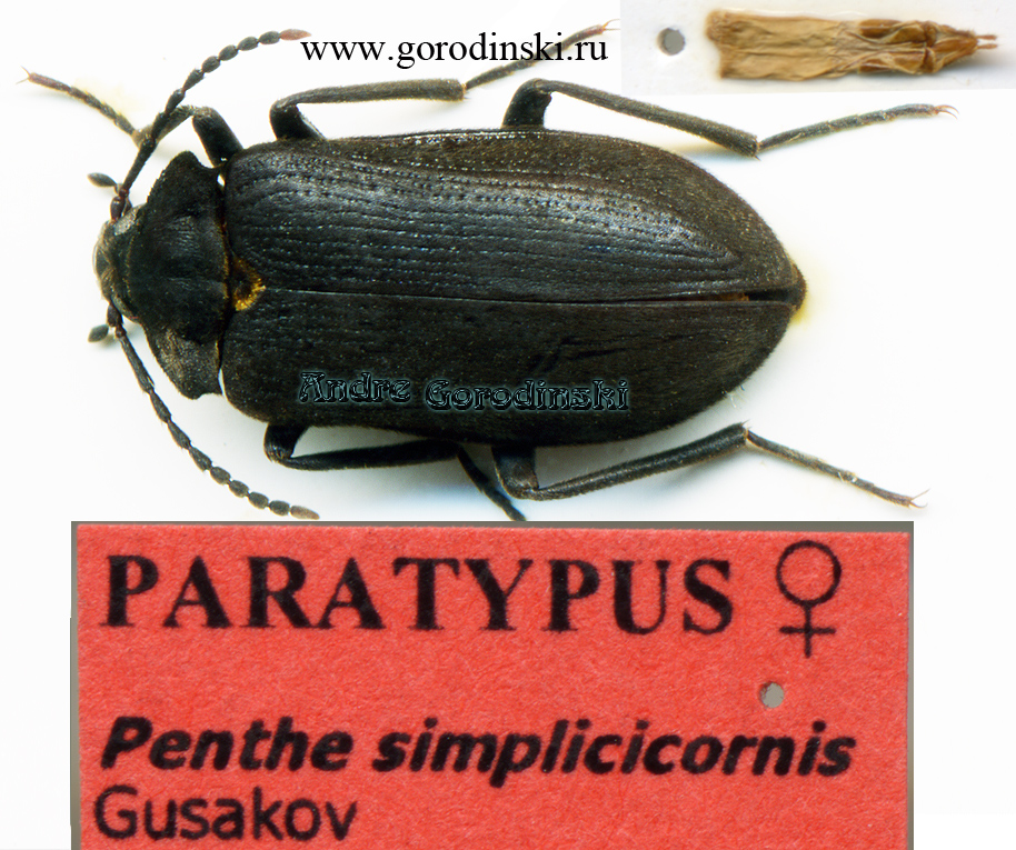 http://www.gorodinski.ru/oth_col/Penthe simplicicornis.jpg